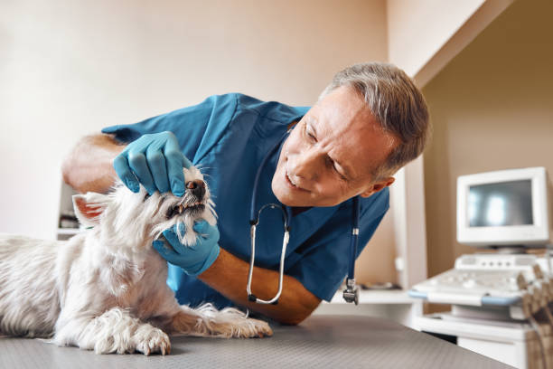 Best Walk-In Emergency Dentist in Wellsboro, PA